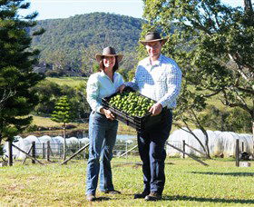 Hinterland Feijoas - eAccommodation 0
