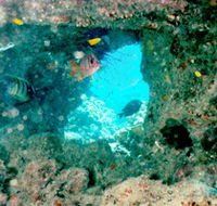Michaelmas Cay Dive Site - eAccommodation