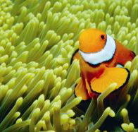 Thetford Reef Dive Site - eAccommodation