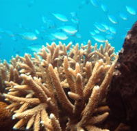 Normanby Reef - eAccommodation