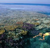 Split Bommie Dive Site - eAccommodation