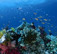 Steve's Bommie Dive Site - eAccommodation