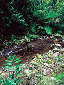 Wompoo Walk - eAccommodation 0