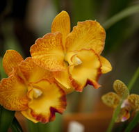 Queens Park - Orchid House - eAccommodation