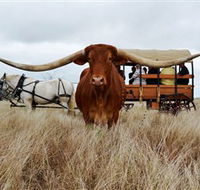 Texas Longhorn Wagon Tours and Safaris - eAccommodation