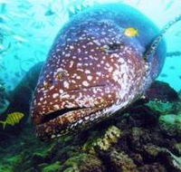 Lady Musgrave Island Dive Sites - eAccommodation