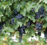 South Burnett Wine Trail - eAccommodation