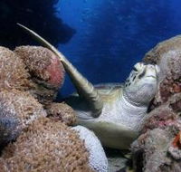 Light House Bommie Dive Site - eAccommodation