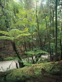 Fraser Island Great Walk - eAccommodation 0