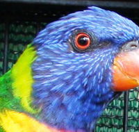 Fraser Coast Wildlife Sanctuary - eAccommodation