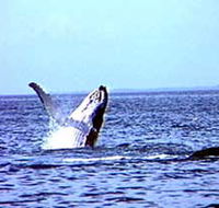 Whale Watching - eAccommodation
