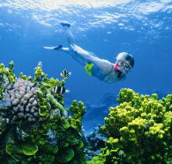 Wheeler Reef Dive Site - eAccommodation