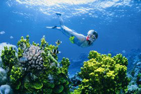 Wheeler Reef Dive Site - eAccommodation 0