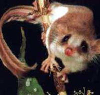 Carrowong Fauna Sanctuary - eAccommodation
