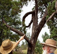 Charleville - Outback Native Timber Walk - eAccommodation