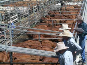 Dalrymple Sales Yards - Cattle Sales - eAccommodation 0