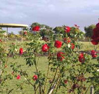 Elizabeth Park Rose Gardens - eAccommodation