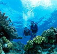 Coral Gardens Dive Site - eAccommodation