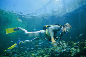Manta Ray Bommie Dive Site - eAccommodation 0