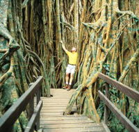 Curtain Fig Tree - eAccommodation