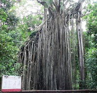 Curtain Fig National Park - eAccommodation