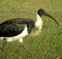 Toowoomba Bicentennial Waterbird Habitat - eAccommodation