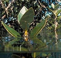 Jawbone Marine Sanctuary - eAccommodation