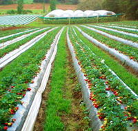 Kookaberry Strawberry Farm - eAccommodation