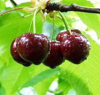 Red Hill Cherry Farm - eAccommodation