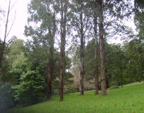 Mount Dandenong Arboretum - eAccommodation 0