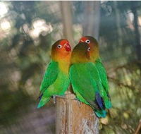 Ballarat Bird World - eAccommodation