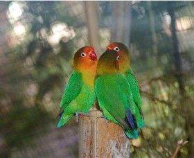Ballarat Bird World - eAccommodation 0