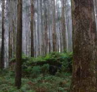 Kinglake National Park - eAccommodation