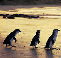 Phillip Island Nature Park - eAccommodation