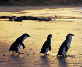 Phillip Island Nature Park - eAccommodation 0