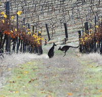 Blue Pyrenees Estate - eAccommodation