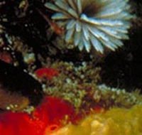 Point Cooke Marine Sanctuary - eAccommodation