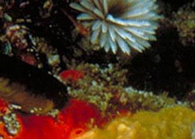 Point Cooke Marine Sanctuary - eAccommodation 0