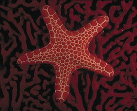 Port Phillip Heads Marine National Park - eAccommodation 0