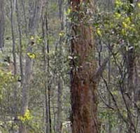Heathcote-Graytown National Park - eAccommodation