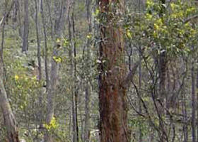 Heathcote-Graytown National Park - eAccommodation 0