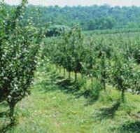 Pettys Orchard - eAccommodation