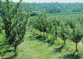 Pettys Orchard - eAccommodation 0