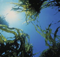Marengo Reefs Marine Sanctuary - eAccommodation
