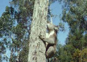 Creswick Regional Park - eAccommodation 0