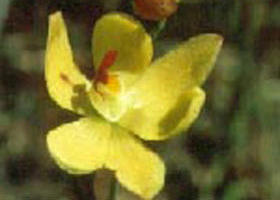 Langwarrin Flora And Fauna Reserve - eAccommodation 0