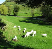 Goats of Gaia Soap - eAccommodation
