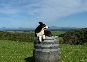 Windy Ridge Vineyard And Winery - eAccommodation 0