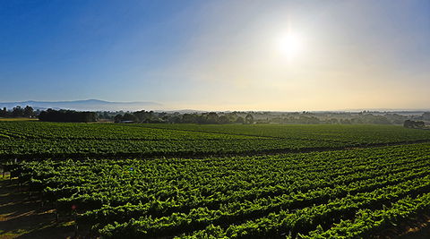 GREENSTONE VINEYARDS - eAccommodation 0