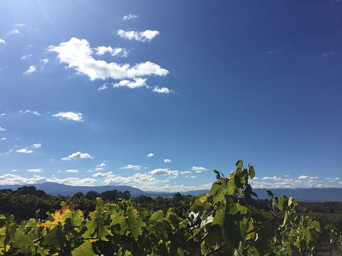GREENSTONE VINEYARDS - eAccommodation 5